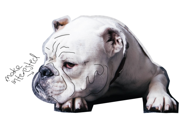 bulldog